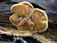 Phyllotopsis nidulans 7, Oranje oesterzwam, Saxifraga-Luuk Vermeer