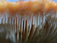 Pleurotus ostreatus 13, Gewone oesterzwam, Saxifraga-Tom Heijnen