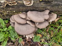 Oyster mushroom (Pleurotus ostreatus) on dead tree  Oyster mushroom (Pleurotus ostreatus) on dead tree : fungus, fungi, mycology, biology, nature, natural, growth, wild, color, outside, outdoor, outdoors, nobody, no people, season, fall, autumn, autumnal, mushroom, mushrooms, cap, caps, Oyster mushroom, Pleurotus ostreatus, oyster fungus, hiratake, pearl oyster mushroom, dead tree, tree, grey, gray