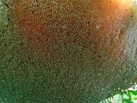 Polyporus squamosus 10, Zadelzwam, Saxifraga-Hans Grotenhuis