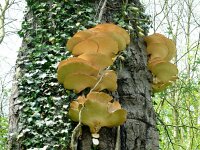 Polyporus squamosus 13, Zadelzwam, Saxifraga-Hans Grotenhuis