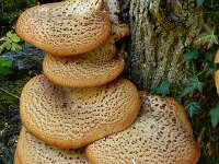 Polyporus squamosus 16, Zadelzwam, Saxifraga-Ed Stikvoort