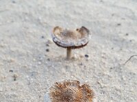 Psathyrella ammophila 2, Duinfranjehoed, Saxifraga-Ben Delbaere