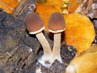 Psathyrella piluliformis 9, Witsteelfranjehoed, Saxifraga-Foto Fitis-Sytske Dijksen