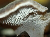 Pseudohydnum gelatinosum 12, Stekeltrilzwam, Saxifraga-Foto Fitis-Sytske Dijksen