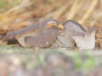 Pseudohydnum gelatinosum 13, Stekeltrilzwam, Saxifraga-Foto Fitis-Sytske Dijksen