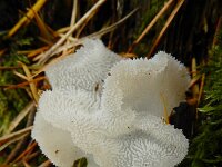Pseudohydnum gelatinosum 17, Stekeltrilzwam, Saxifraga-Ed Stikvoort : s9900