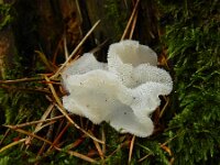 Pseudohydnum gelatinosum 18, Stekeltrilzwam, Saxifraga-Ed Stikvoort : s9900