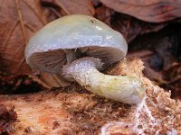 Psilocybe aeruginosa 2, Echte kopergroenzwam, Saxifraga-Peter Meininger