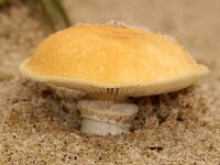 Psilocybe coronilla