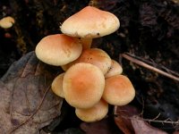 Psilocybe fascicularis