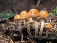 Psilocybe marginata