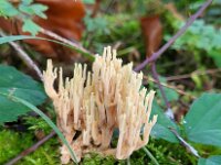 Ramaria stricta 43, Rechte koraalzwam, Saxifraga-Ben Delbaere