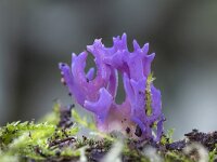 Ramariopsis pulchella 17, Lila koraaltje, Saxifraga-Luuk Vermeer