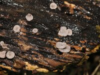Resupinatus applicatus 3, Harig dwergoortje, Saxifraga-Sytske Dijksen