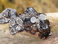 Resupimatus trichotis 4, Harig dwergoortje, Saxifraga-Foto Fitis-Sytske Dijksen