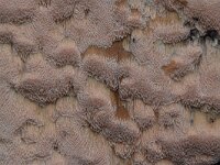 Rhodonia placenta 2, Roze kaaszwam, Saxifraga-Luuk Vermeer