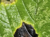 Ascomycete fungus Rhytisma acerinum on leaf of maple tree  Ascomycete fungus Rhytisma acerinum on leaf of maple tree : ascomycete, Rhytisma acerinum, leaf, maple, tree, fungus, fungi, nature, natural, growth, color, outside, outdoor, outdoors, nobody, no people, season, fall, autumn, autumna, summer, summertime