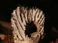 Russula nigricans 2, Grofplaatrussula, Saxifraga-Foto Fitis-Sytske Dijksen