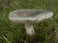 Russula parazurea 5, Berijpte russula, Saxifraga-Willem van Kruijsbergen