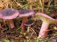 Russula sardonia 2, Duivelsbroodrussula, Saxifraga-Foto Fitis-Sytske Dijksen