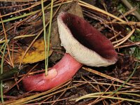 Russula sardonia 3, Duivelsbroodrussula, Saxifraga-Foto Fitis-Sytske Dijksen