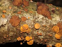 Rutstroemia firma 5, Eikentakstromakelkje, Saxifraga-Foto Fitis-Sytske Dijksen