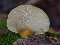 Sarcomyxa serotina 1, Groene schelpzwam, Saxifraga-Luuk Vermeer
