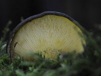 Sarcomyxa serotina 3, Groene schelpzwam, Saxifraga-Luuk Vermeer