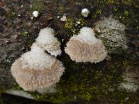 Schizophyllum commune 30, Waaiertje, Saxifraga-Ed Stikvoort : omgeving Windstein A900