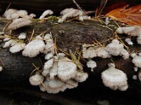 Schizophyllum commune 31, Waaiertje, Saxifraga-Ed Stikvoort : omgeving Windstein A900