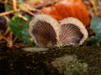 Schizophyllum commune 32, Waaiertje, Saxifraga-Ed Stikvoort : omgeving Windstein A900