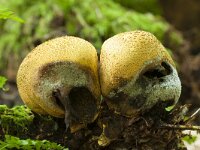 Scleroderma citrinum 33, Gele aardappelbovist, Saxifraga-Jan Nijendijk