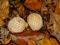 Scleroderma citrinum 36, Gele aardappelbovist, Saxifraga-Foto Fitis-Sytske Dijksen