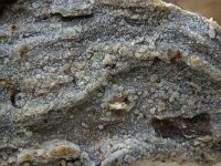 Scopuloides hydnoides 2, Wastandjeszwam, Saxifraga-Lucien Rommelaars