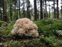 Sparassis crispa 32, Grote sponszwam, Saxifraga-Luuk Vermeer