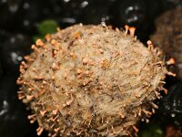 Stilbella fimetaria
