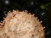 Stilbella fimetaria 2, Roze mestknopsteeltje, Saxifraga-Sytske Dijksen