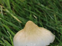 Stropharia pseudocyanea