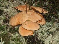 Suillus bovinus 4, Koeienboleet, Saxifraga-Sytske Dijksen