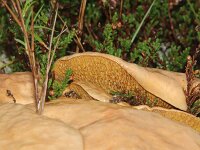 Suillus bovinus 5, Koeienboleet, Saxifraga-Sytske Dijksen