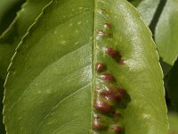 Taphrina farlowii 2, Vogelkersbladblaasje, Saxifraga-Willem van Kruijsbergen
