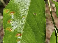 Parasitic fungus Taphrina farlowii on leaf of Black cherry (Prunus serotina)  Parasitic fungus Taphrina farlowii on leaf of Black cherry (Prunus serotina) : parasitic, fungus, fungi, Taphrina farlowii, leaf, Black cherry, Prunus serotina, prunus, blister, blisters, mycology, biology, nature, natural, growth, wild, color, red, reddish, summer, summertime, outside, outdoor, outdoors, nobody, no people, season