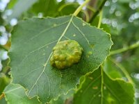 Taphrina populina