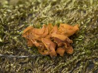 Tremella aurantia