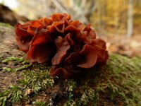 Tremella foliacea 8, Bruine trilzwam, Saxifraga-Ed Stikvoort : omgeving Windstein A900