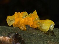 Tremella mesenterica 37, Gele trilzwam, Saxifraga-Foto Fitis-Sytske Dijksen