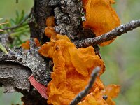 Tremella mesenterica 1, Gele trilzwam, Saxifraga-Willem van Kruijsbergen