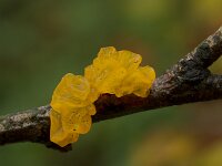 Tremella mesenterica 11, Gele trilzwam, Saxifraga-Jan Nijendijk