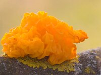 Tremella mesenterica 3, Gele trilzwam, Saxifraga-Jan Nijendijk